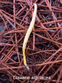 Clavaria argillacea-amf2226